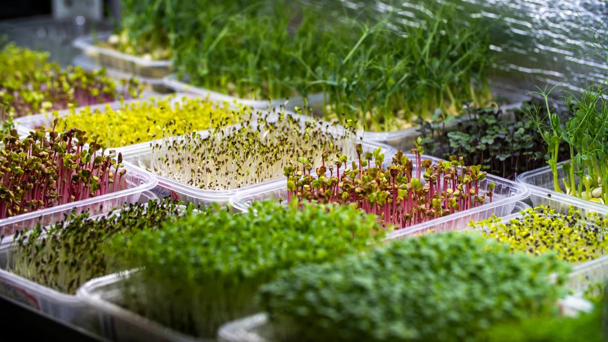 Evde Bitki Yetiştirme ve Evinize Mini Bahçe Kurma İpuçları