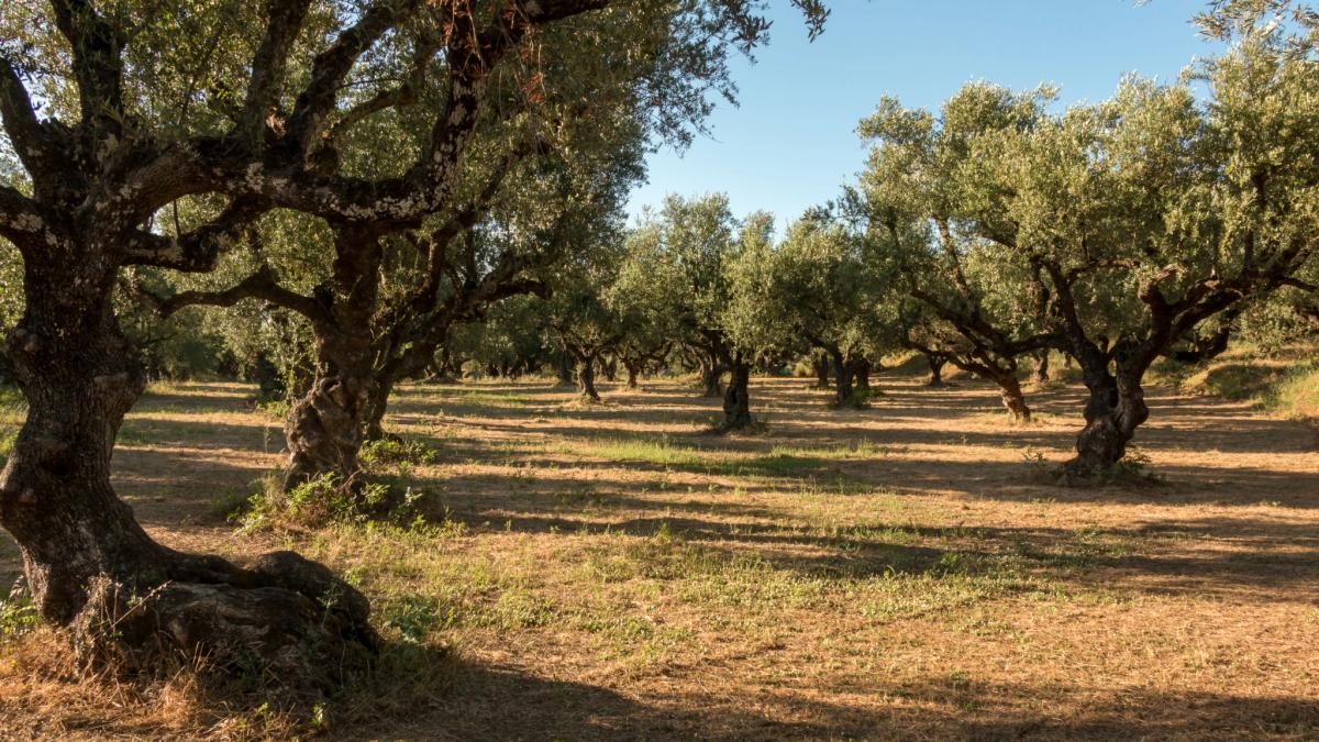 Zeytinlik Almak Mantıklı mı? Zeytinlik Bakımı Nasıl Olur?